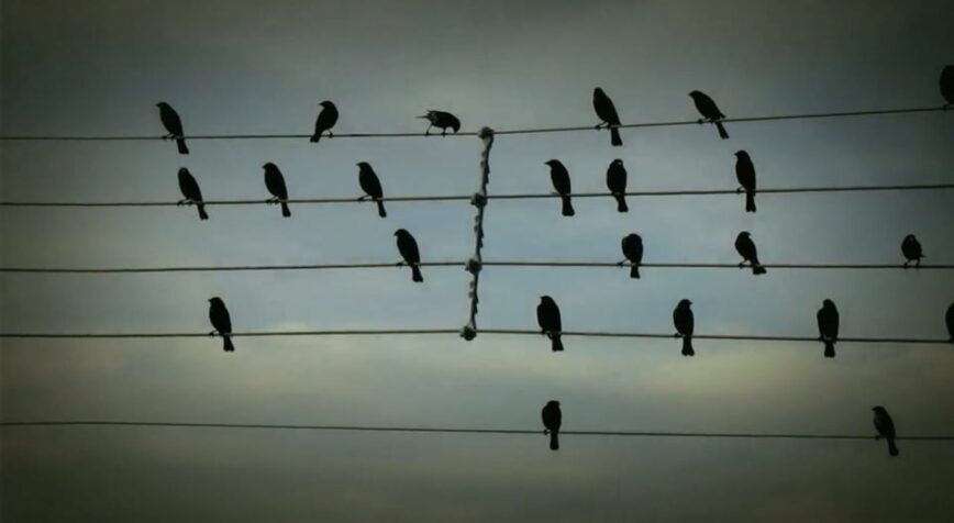 Birds on the Wires